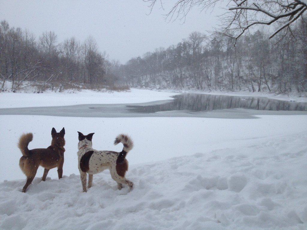 snow, river, dogs